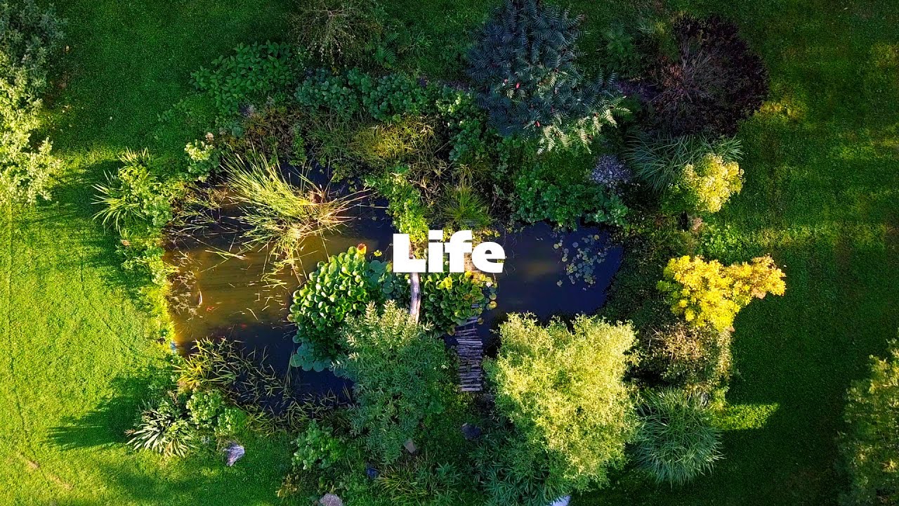 Life – official video